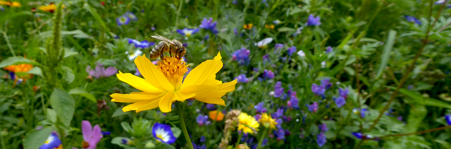 Nahaufnahme einer Biene auf einer blühenden Wiese