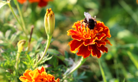 Auf dem Foto ist eine Biene auf einer roten Blüte zu sehen.